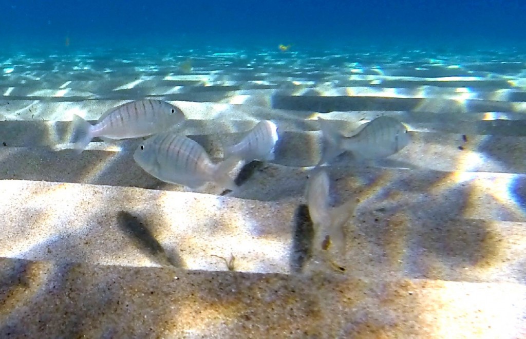DCIM101GOPRO